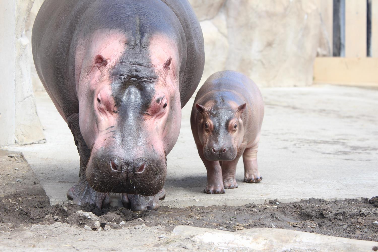 アムールトラ カバの子どもの展示時間について 旭川市 旭山動物園