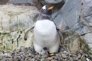 ジェンツーペンギン親子