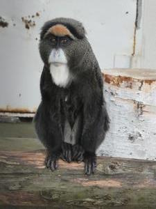 ブラッザ