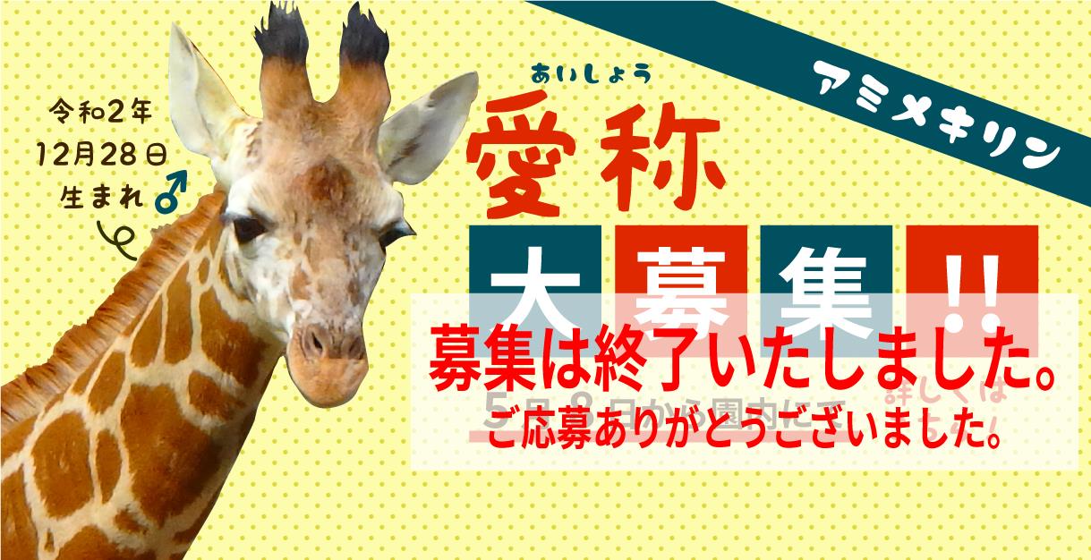 キリンの子どもの愛称募集について 募集の終了 旭川市 旭山動物園