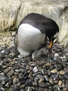 ジェンツーペンギン