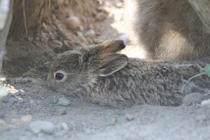 ユキウサギ