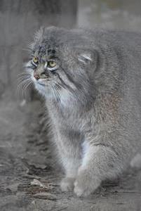 マヌルネコ