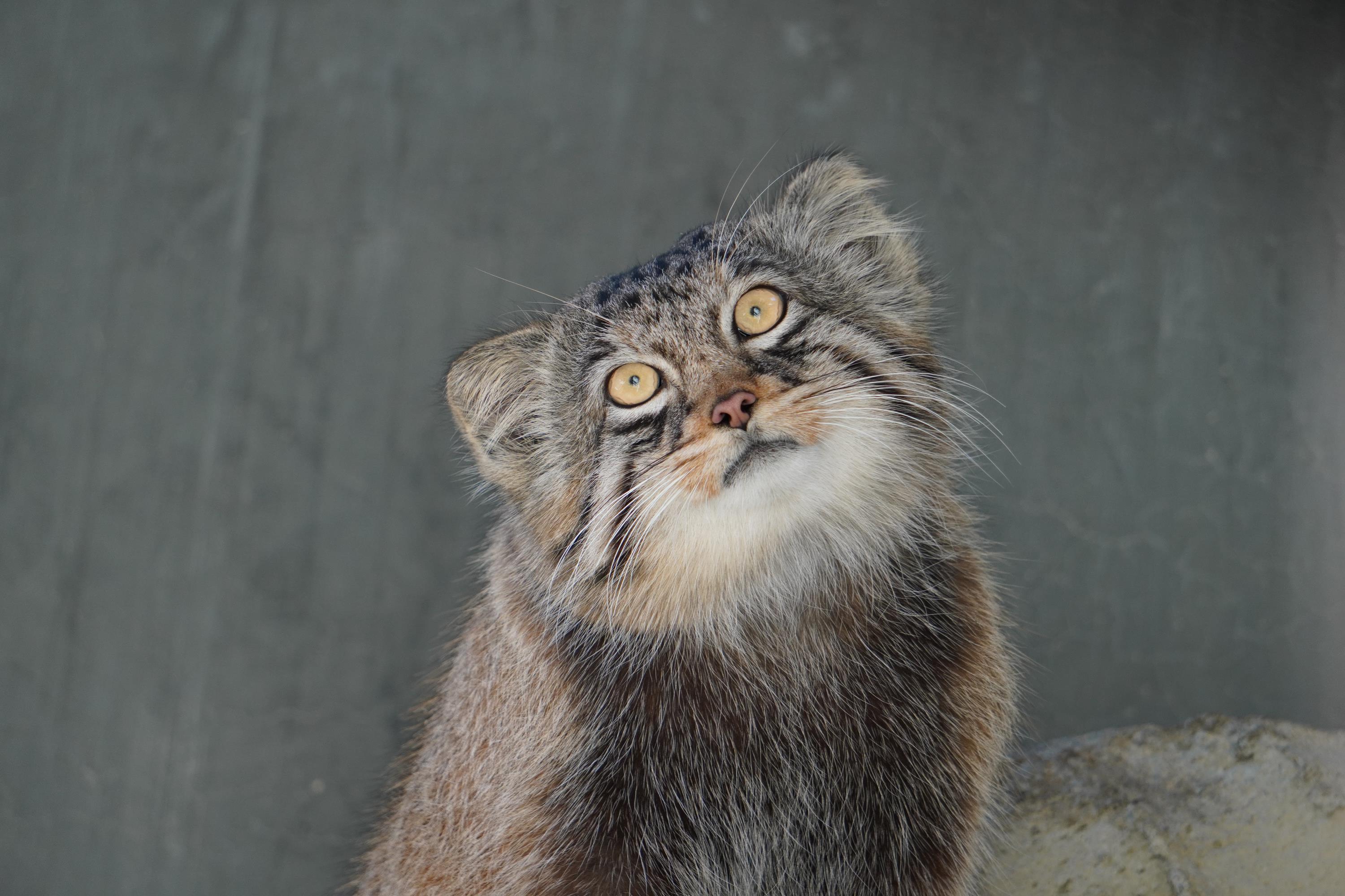 ヒデ