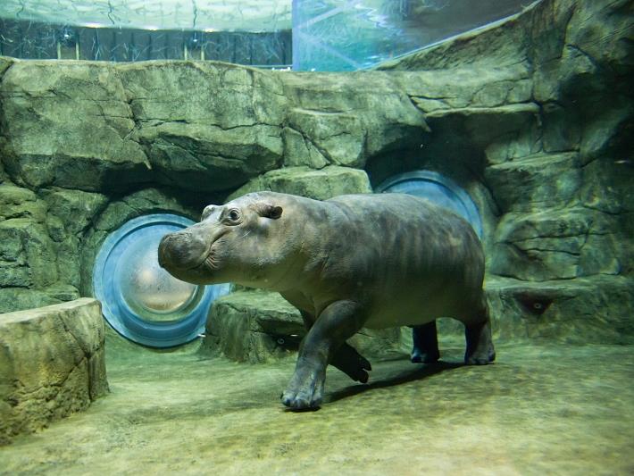 カバ 旭川市 旭山動物園