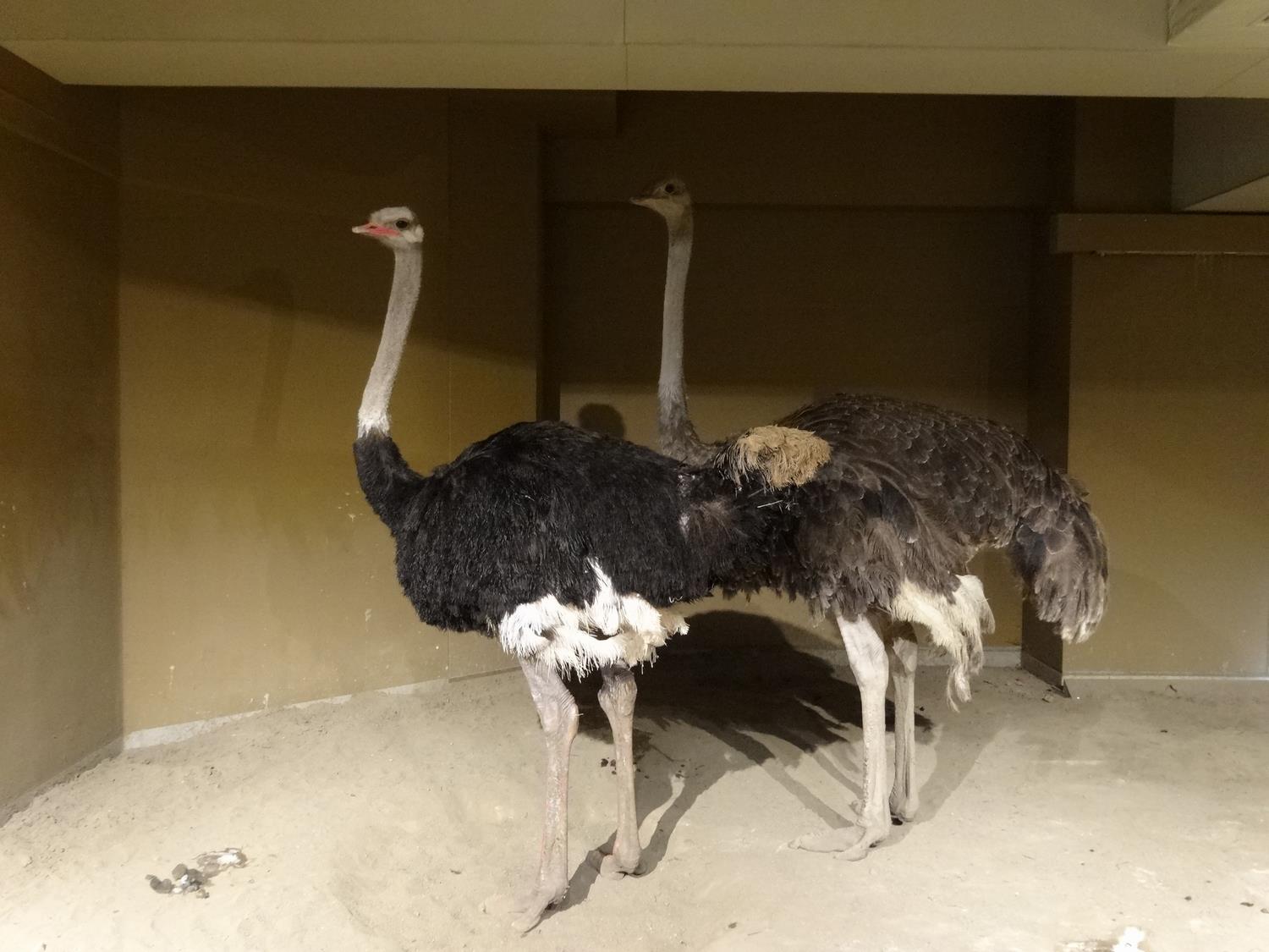 ダチョウ 旭川市 旭山動物園