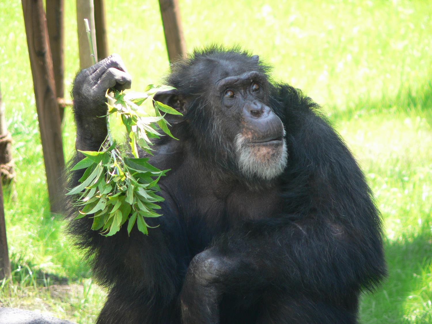 チンパンジー 旭川市 旭山動物園