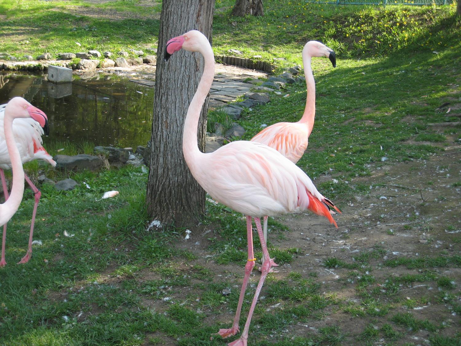 ヨーロッパフラミンゴ 旭川市 旭山動物園