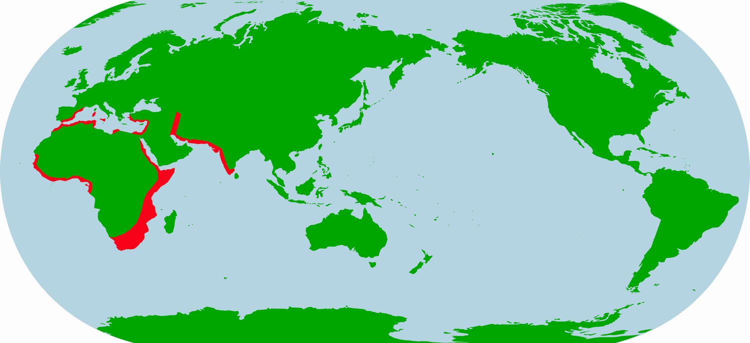 ヨーロッパフラミンゴ生息地（画像）