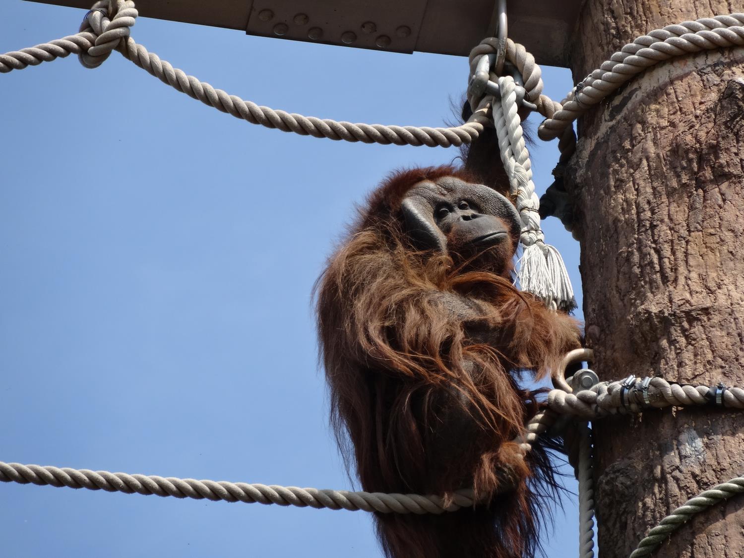 オランウータン