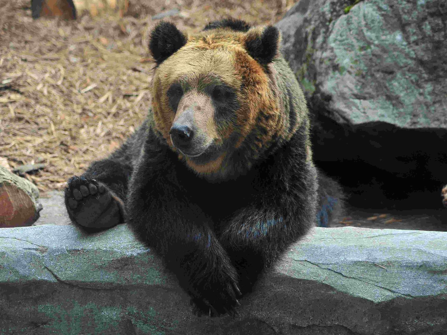 エゾヒグマ 旭川市 旭山動物園