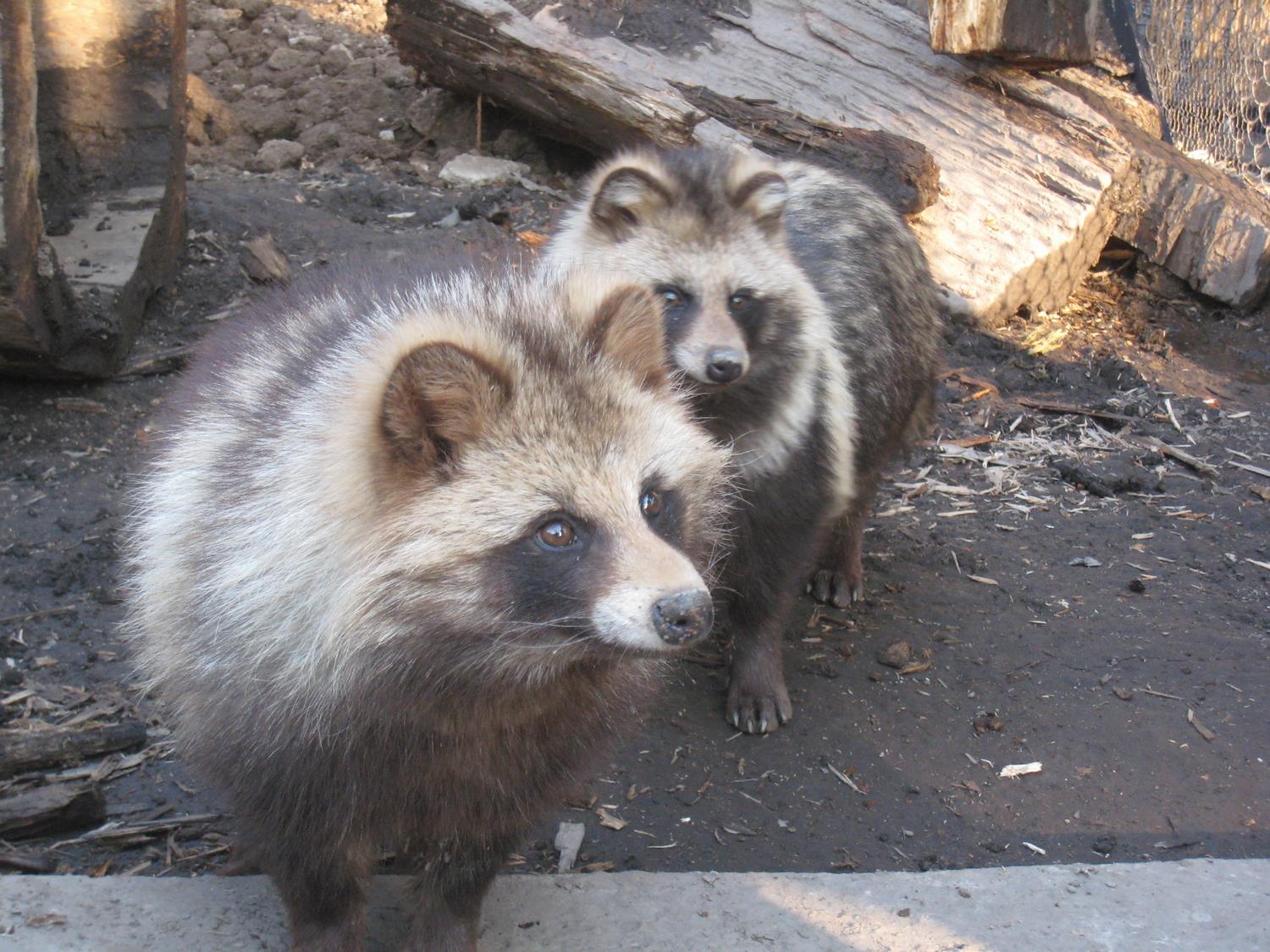 エゾタヌキ 旭川市 旭山動物園