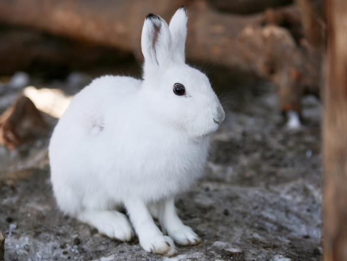 エゾユキウサギ 旭川市 旭山動物園