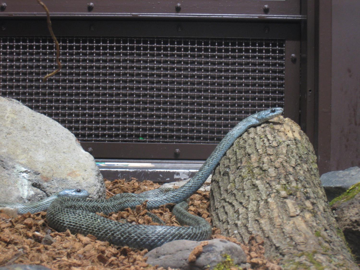アオダイショウの写真