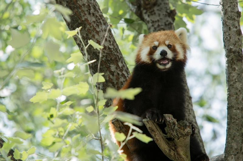 レッサーパンダの写真