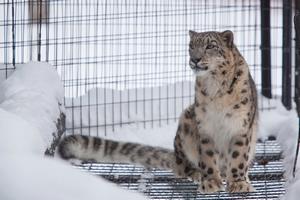ユキヒョウ