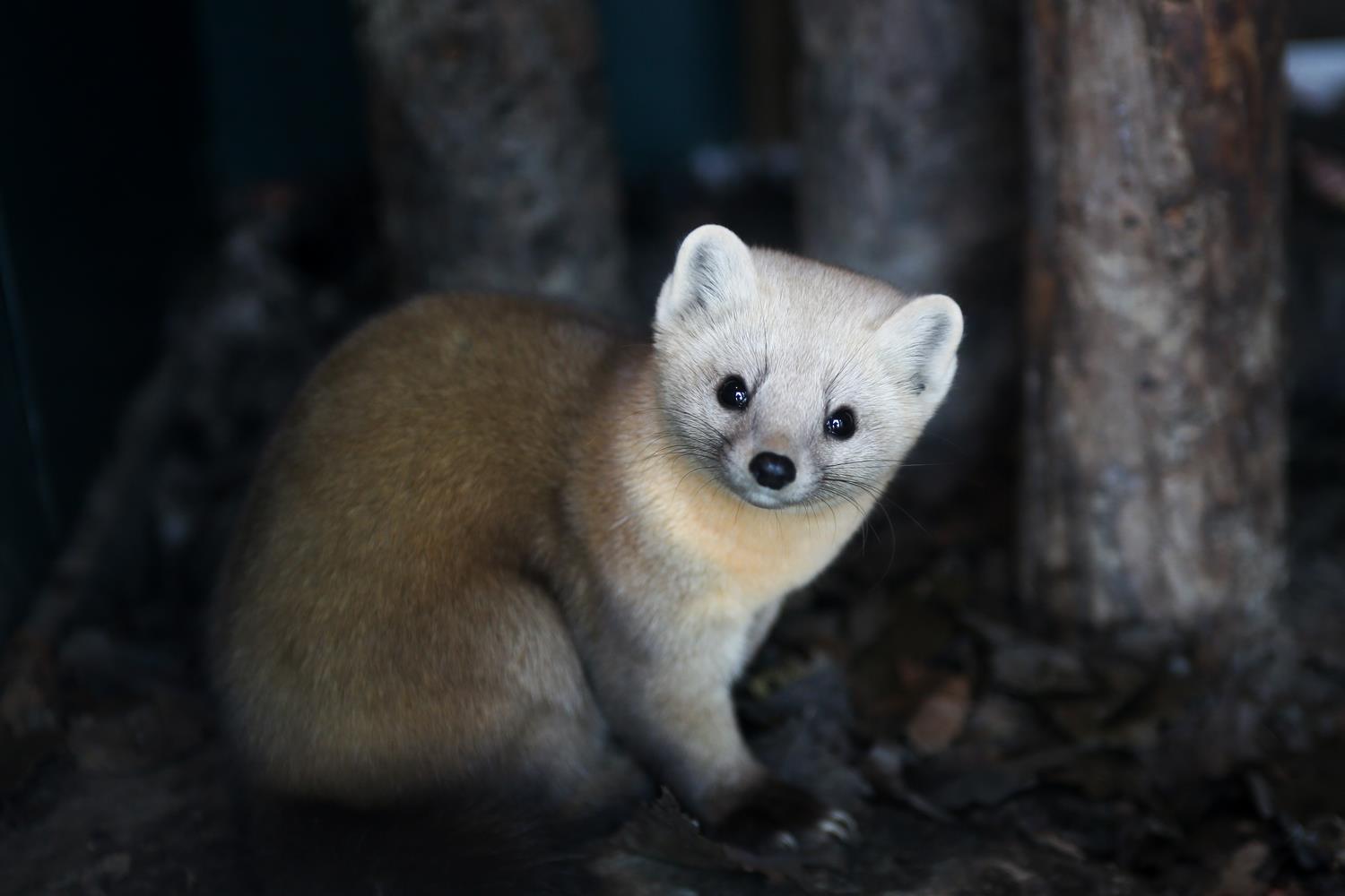 エゾクロテン 旭川市 旭山動物園