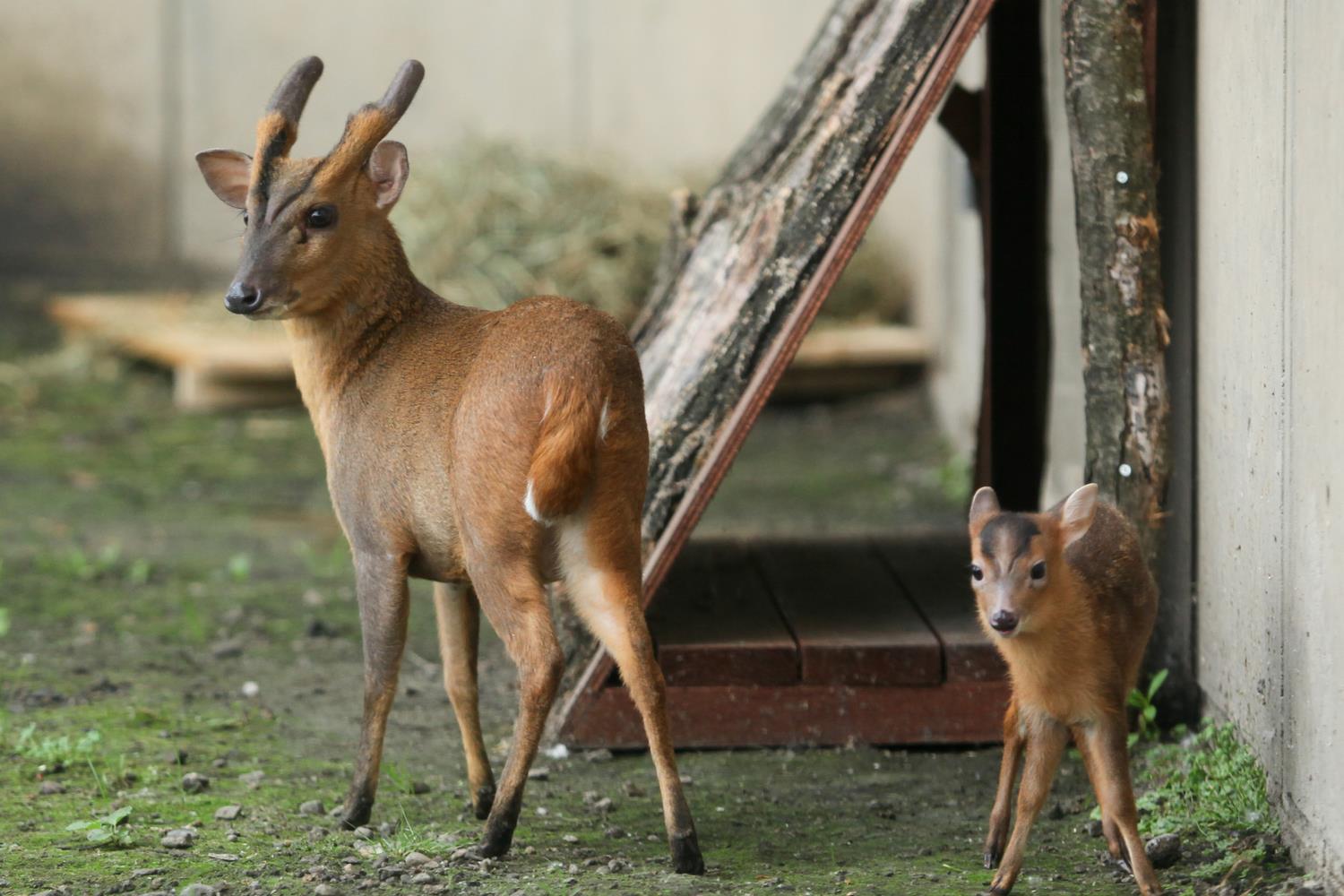 キョン 旭川市 旭山動物園