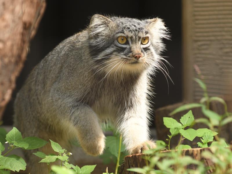 マヌルネコ 旭川市 旭山動物園