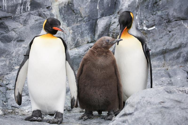 キングペンギン 旭川市 旭山動物園