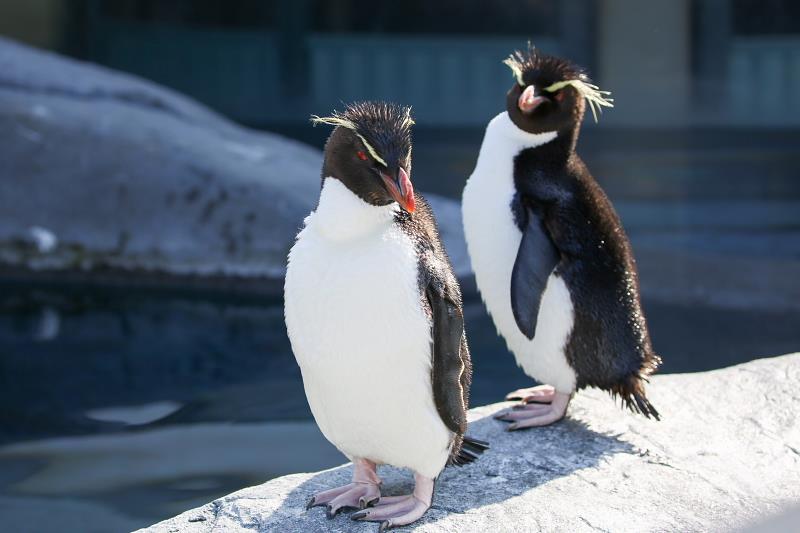 イワトビペンギン 旭川市 旭山動物園