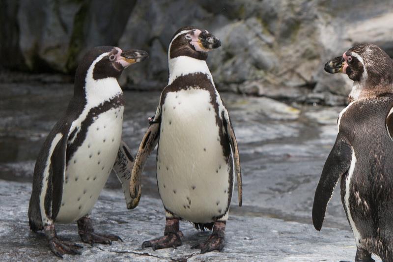 フンボルトペンギン 旭川市 旭山動物園