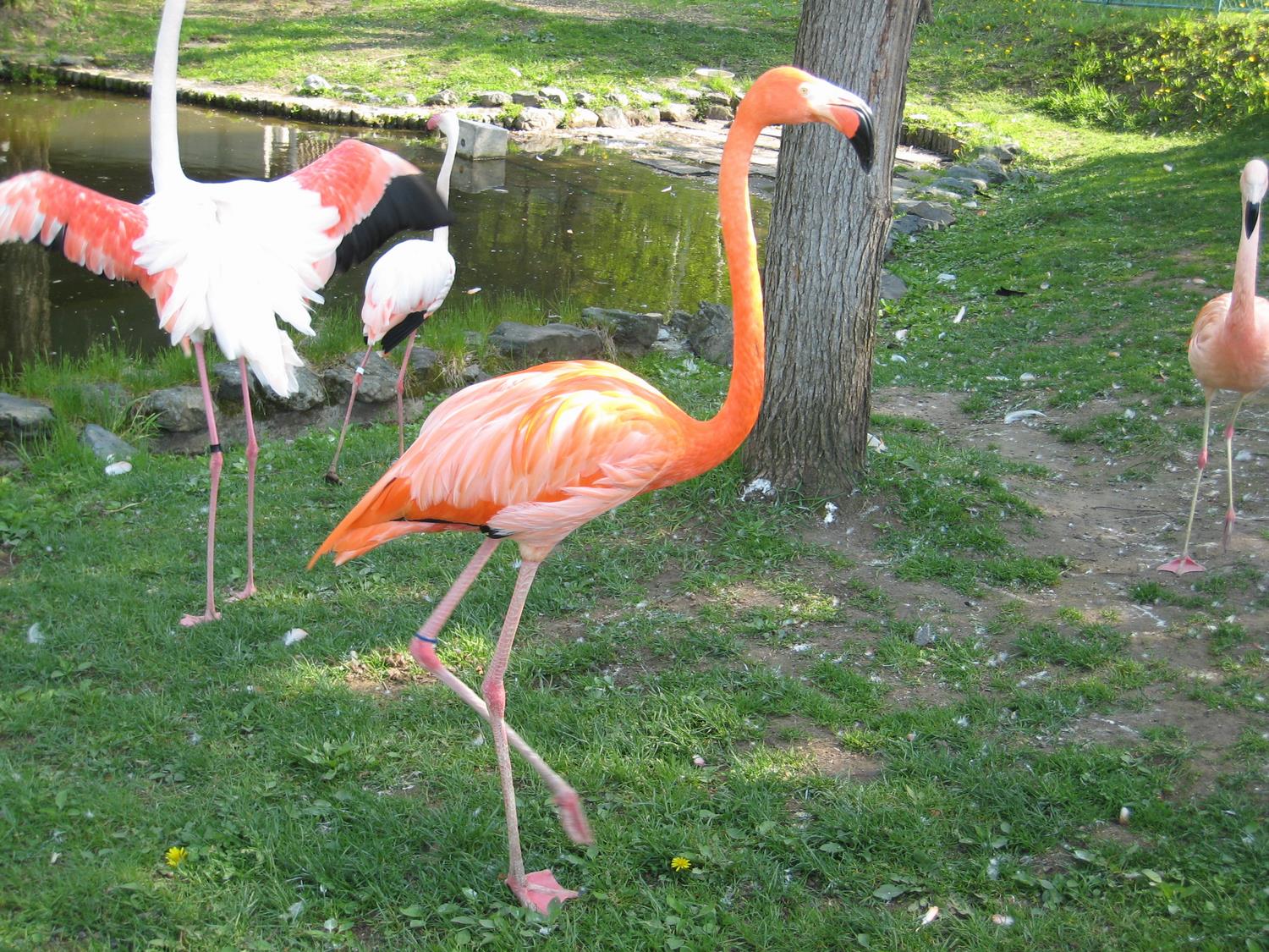 ベニイロフラミンゴ 旭川市 旭山動物園