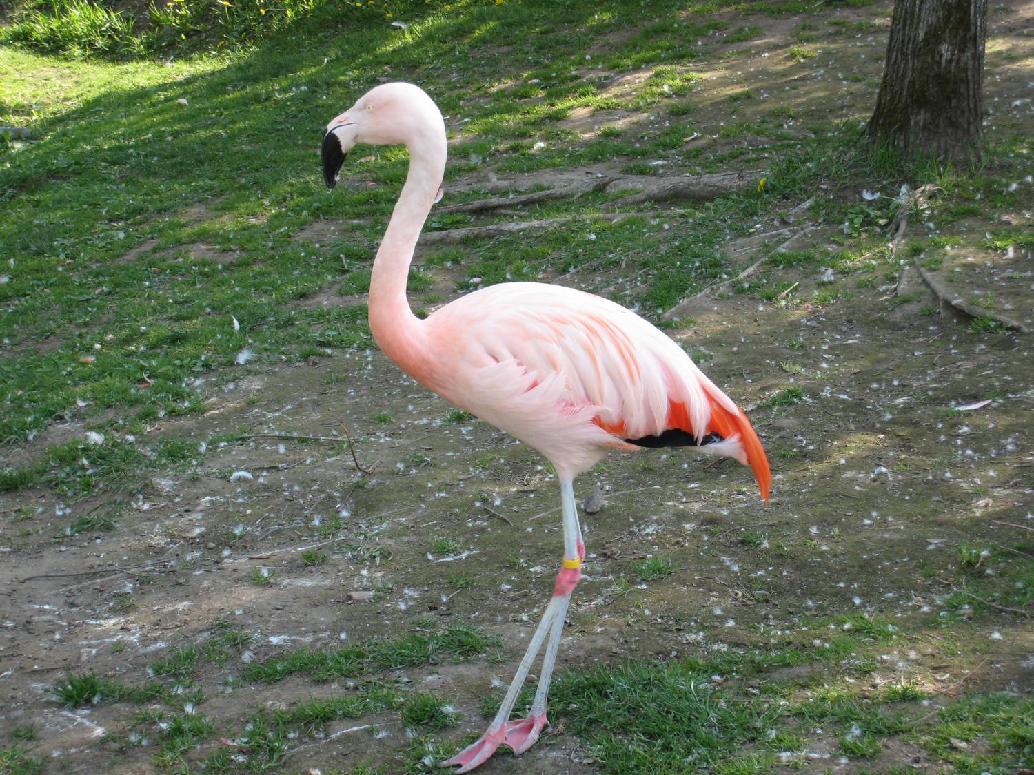 チリーフラミンゴ 旭川市 旭山動物園