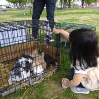 rabit