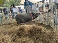 pig