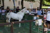 pony