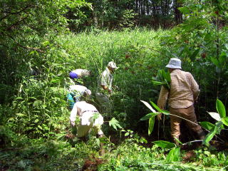 帰化植物の撤去作業の写真