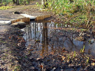 つくられた湿地の写真