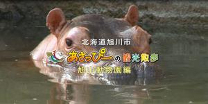 旭山動物園の動画