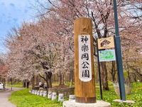 神楽岡公園