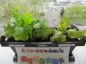 植え付け（チマサンチュ等）