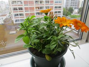 植え付け（ガザニア等）