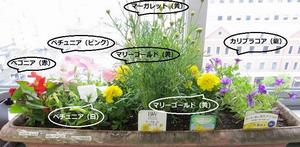 R4植え付け