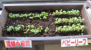 R5 小松菜ベビーリーフ発芽