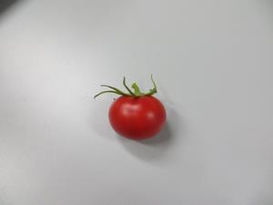 3月3日トマト収穫