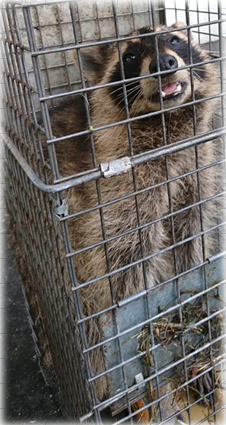 捕獲したアライグマの写真