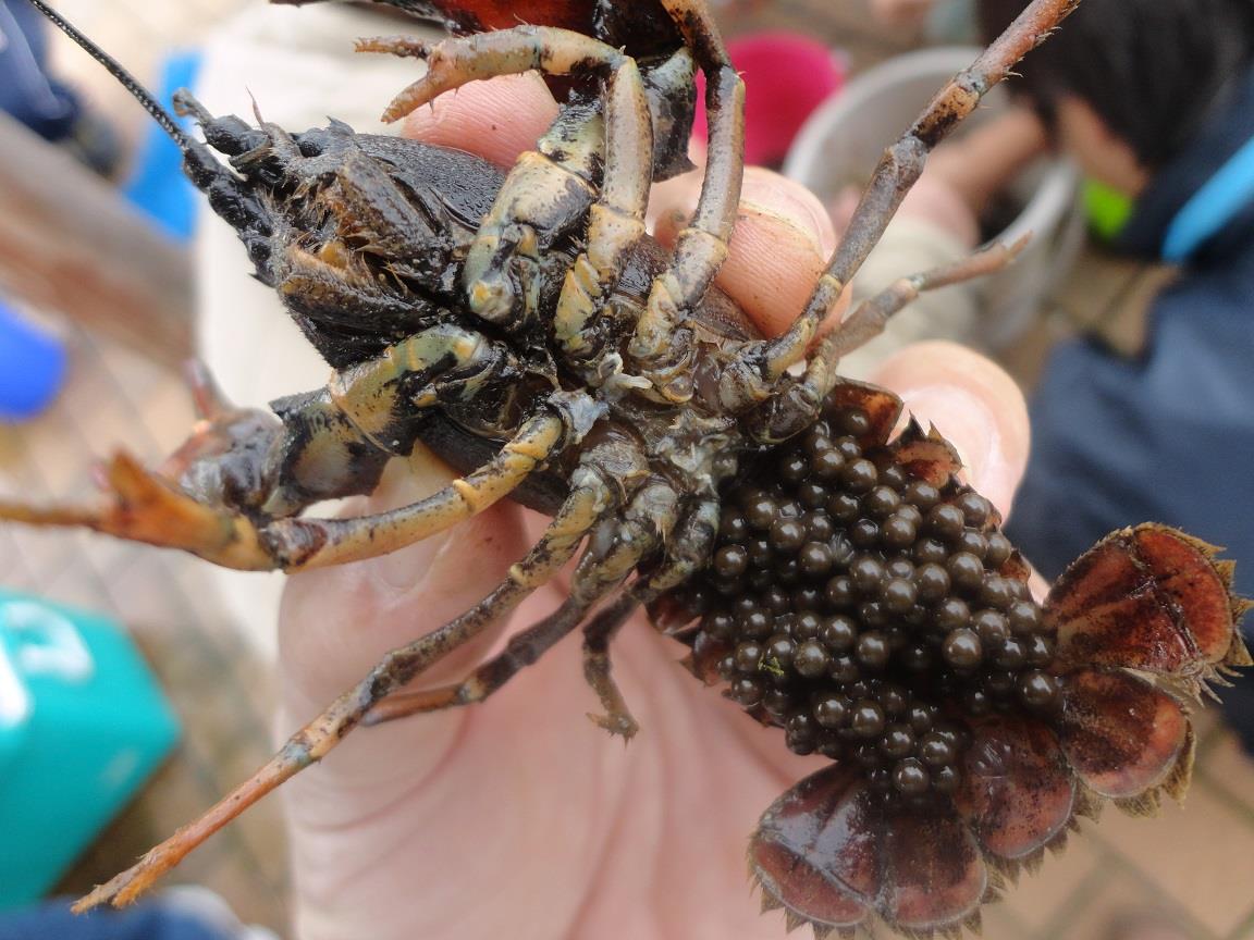 ウチダザリガニについて 旭川市