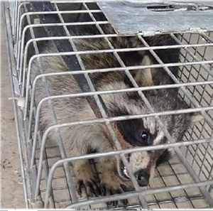 捕獲したアライグマの写真