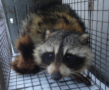 アライグマについて 旭川市