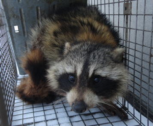 捕獲したアライグマの写真