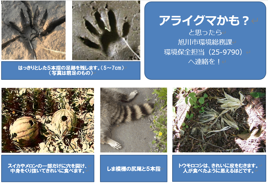 アライグマかと思ったら