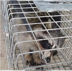 アライグマ捕獲