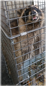 アライグマ捕獲(2)