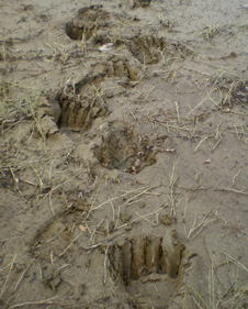 農耕地の足跡　写真