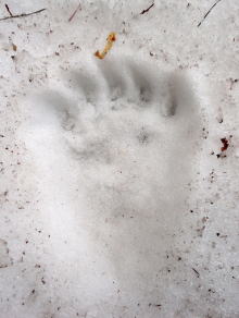 消石灰を踏んだヒグマの足跡　写真